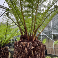Close-up of a Dicksonia antarctica tree fern crown with new fronds beginning to unfurl