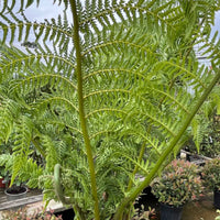 Close-up of green Dicksonia antarctica tree fern fronds with a new curled frond emerging