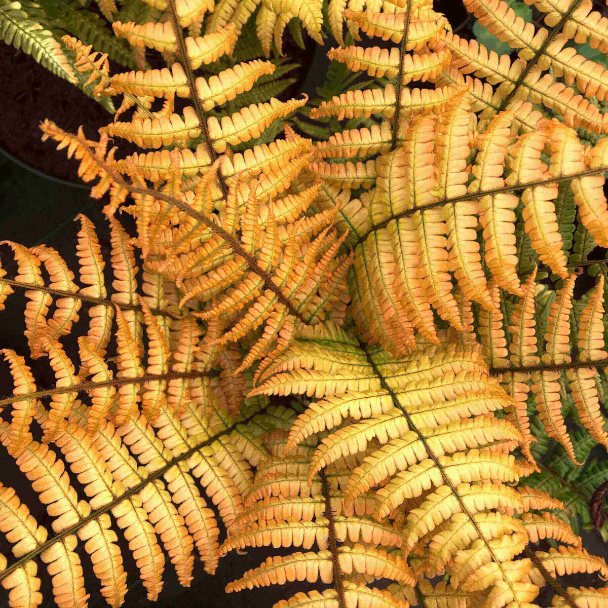 Close-up of Dryopteris ‘Jurassic Gold’ fern with upright golden-green fronds creating lush architectural foliage.
