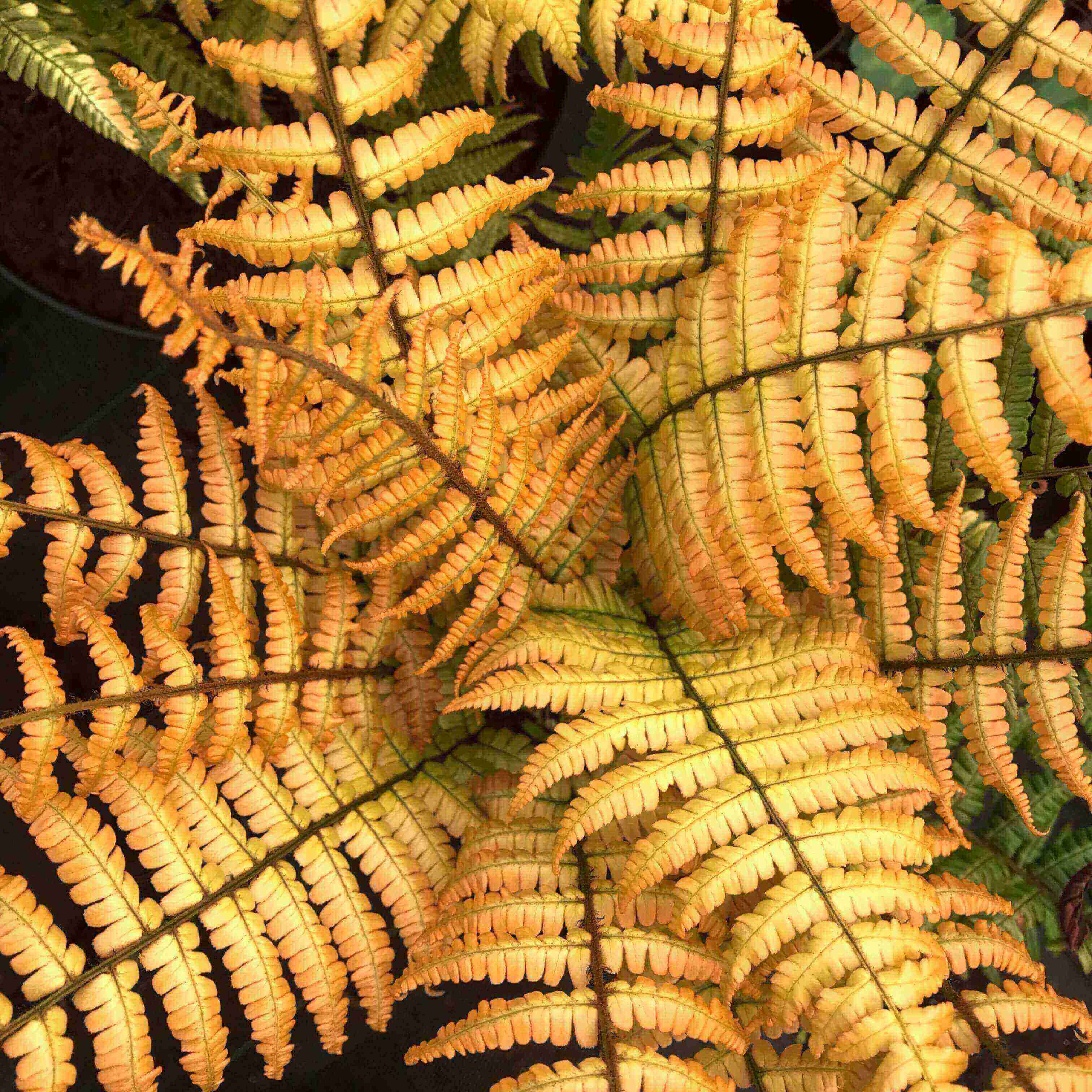 Close-up of Dryopteris ‘Jurassic Gold’ fern with upright golden-green fronds creating lush architectural foliage.