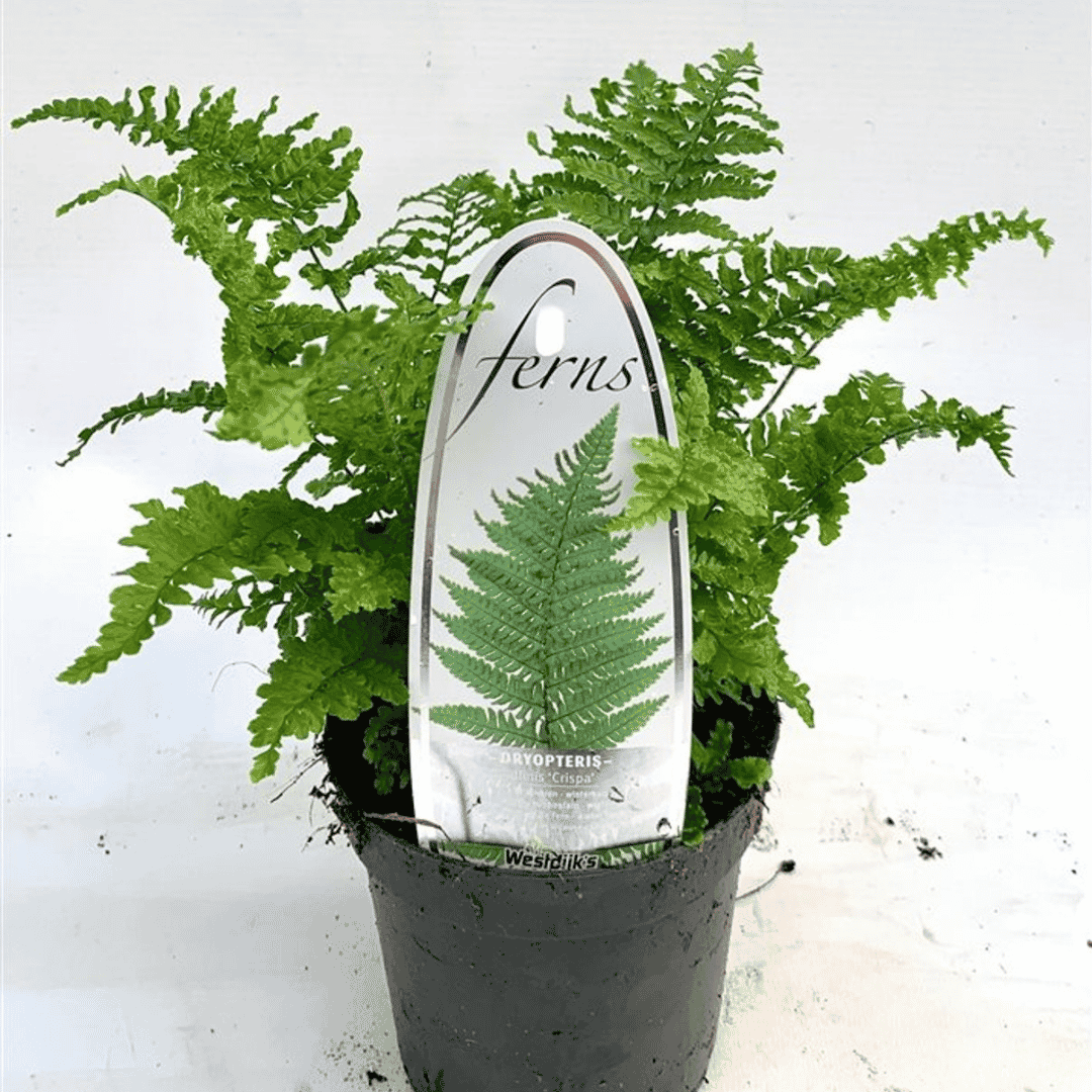 A potted live fern plant with lush green fronds growing in a black nursery pot, featuring a decorative white and green fern-shaped sign in the center.