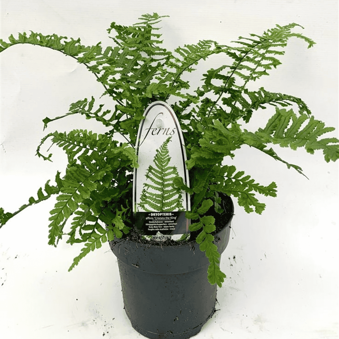 A live potted hardy fern in a black plastic nursery pot with a white and black identification tag, photographed against a white background.