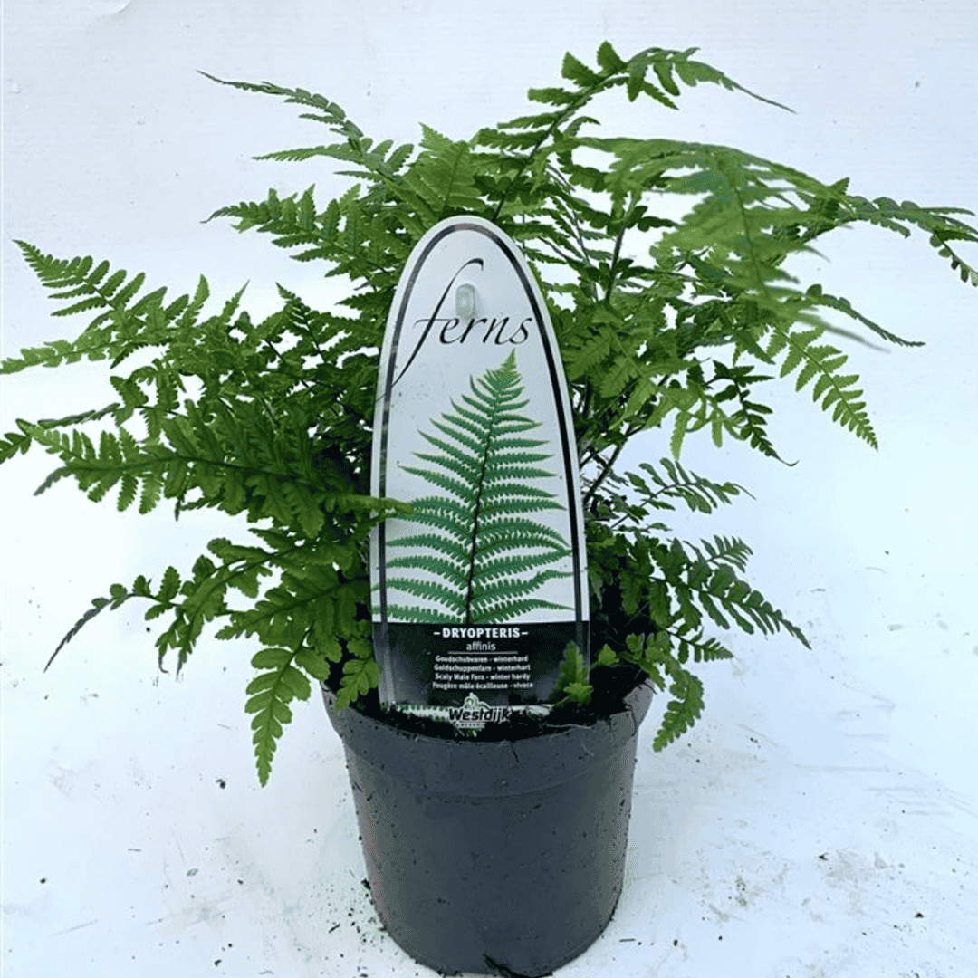 Dryopteris affinis – Golden-Scaled Male Fern