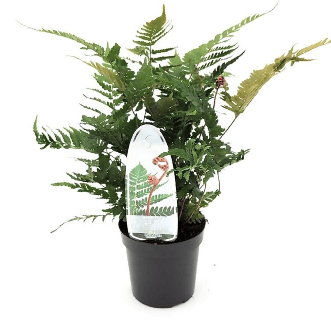 A potted hardy fern plant with lush green fronds in a black plastic nursery pot.