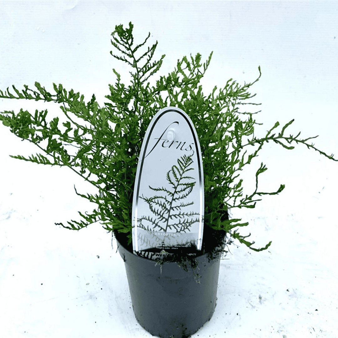 A potted delicate foliage fern plant in a black nursery pot.