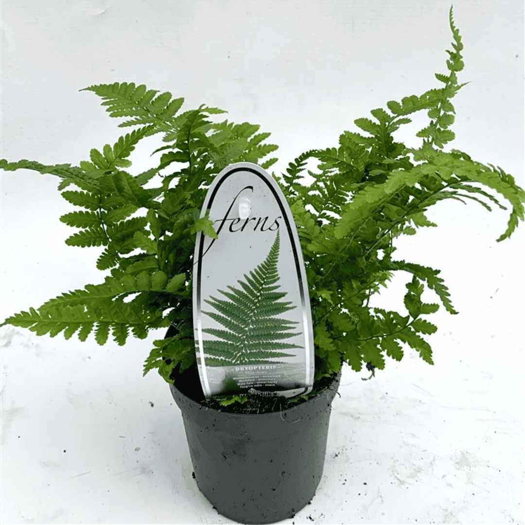 A potted live fern plant in a black nursery pot with a decorative vertical sign reading 'ferns' and showing a green fern leaf design, photographed against a plain white background.