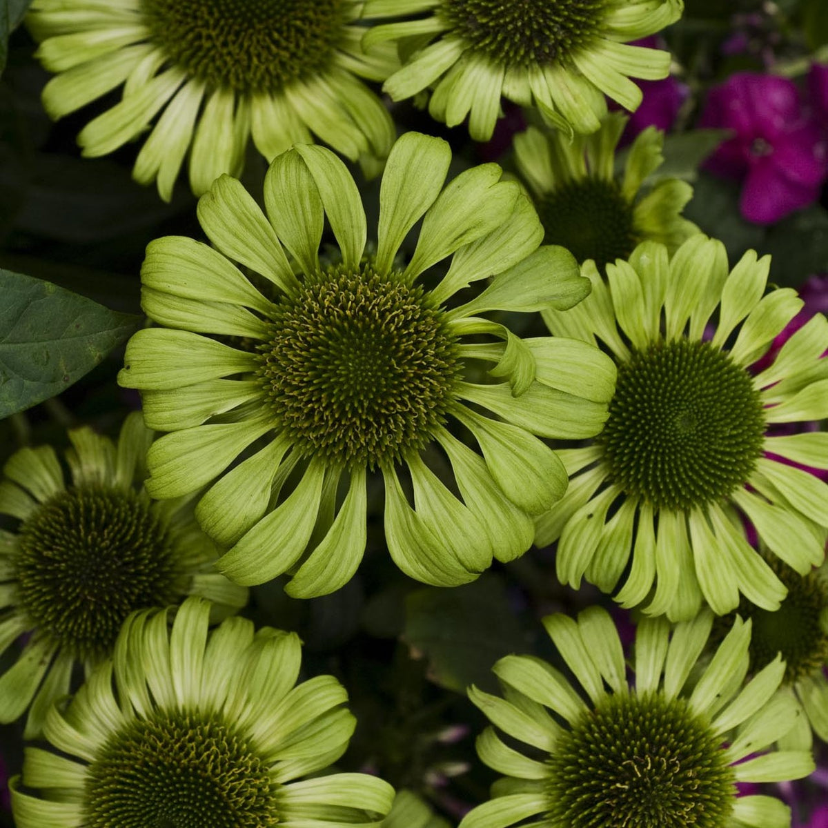 Close-up of lime-green Echinacea ‘Green Jewel’ flowers with prominent green cone centres in bloom.