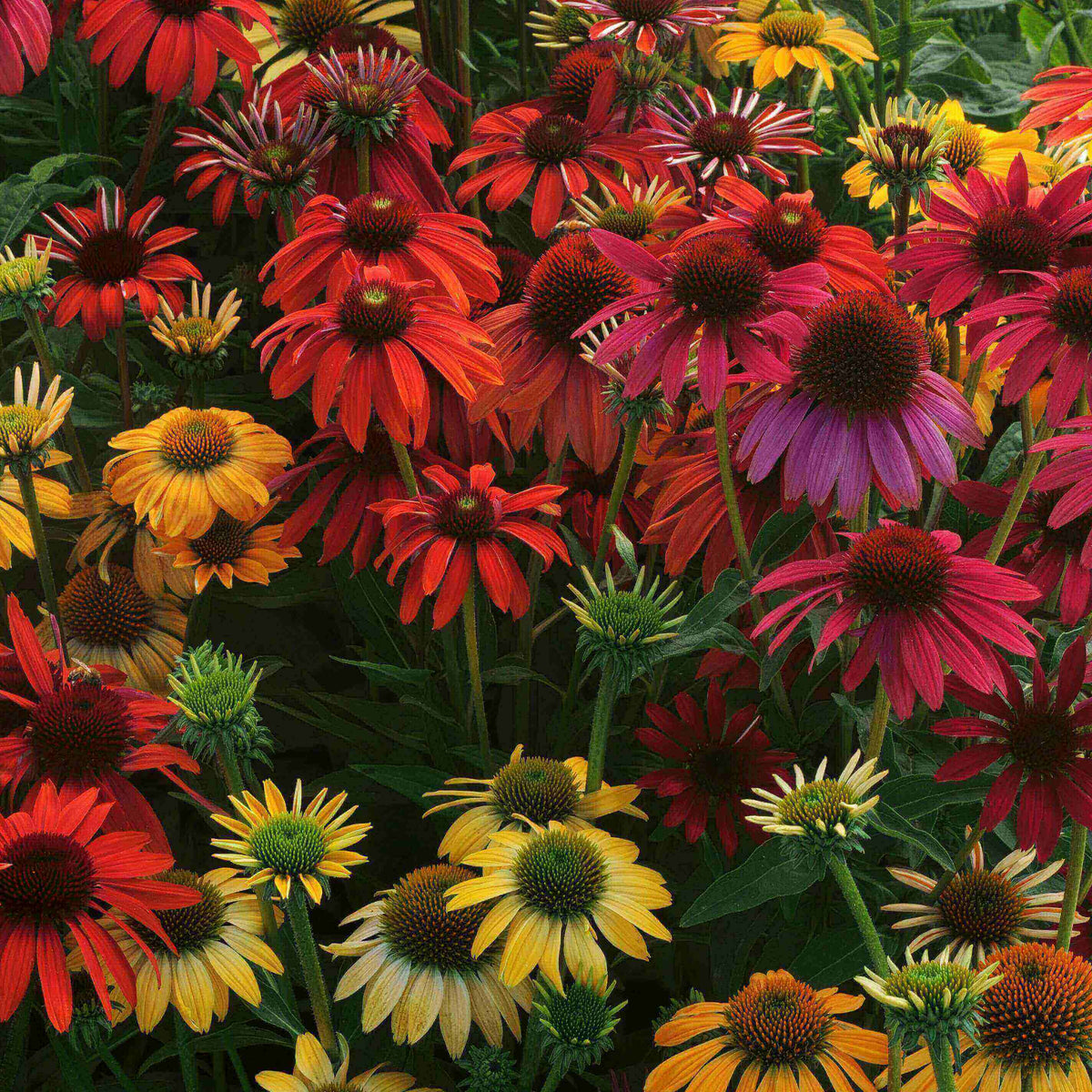 Close-up of colourful Echinacea ‘Cheyenne Spirit’ flowers in mixed shades of pink, orange, yellow, and red with raised cone centres.