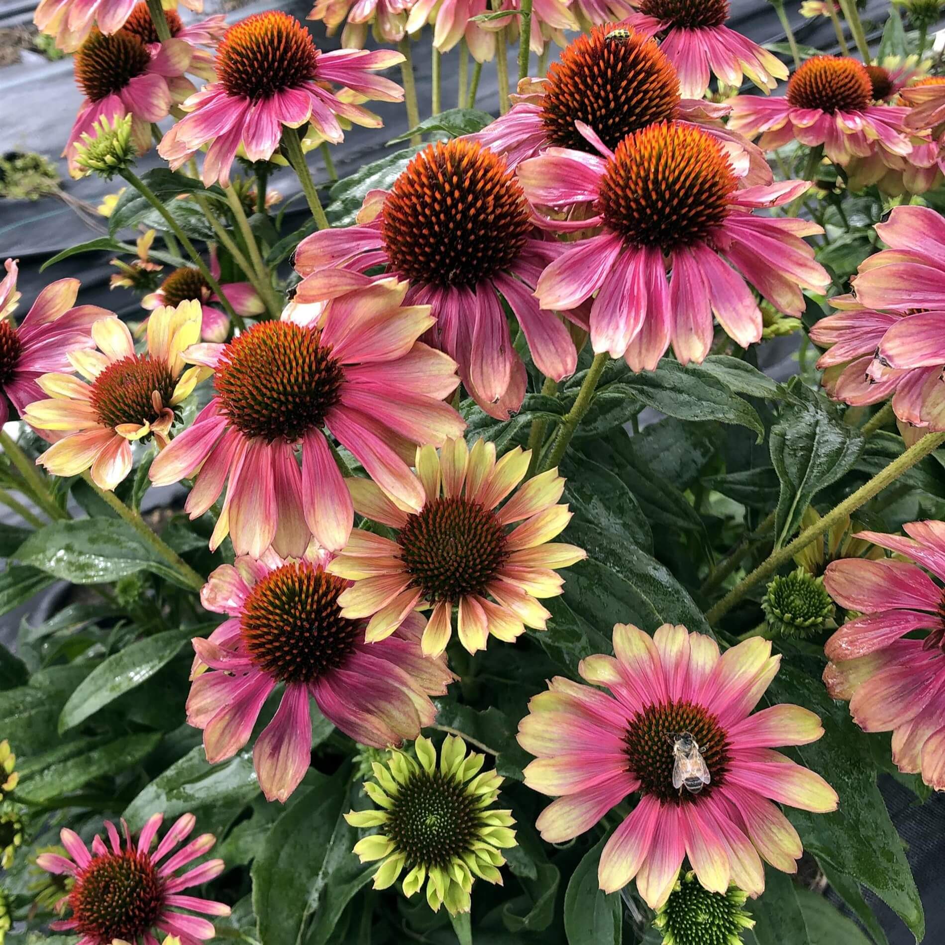 Close-up of Echinacea ‘Pink Lemonade’ flowers with soft yellow petals flushed pink and raised cone centres.