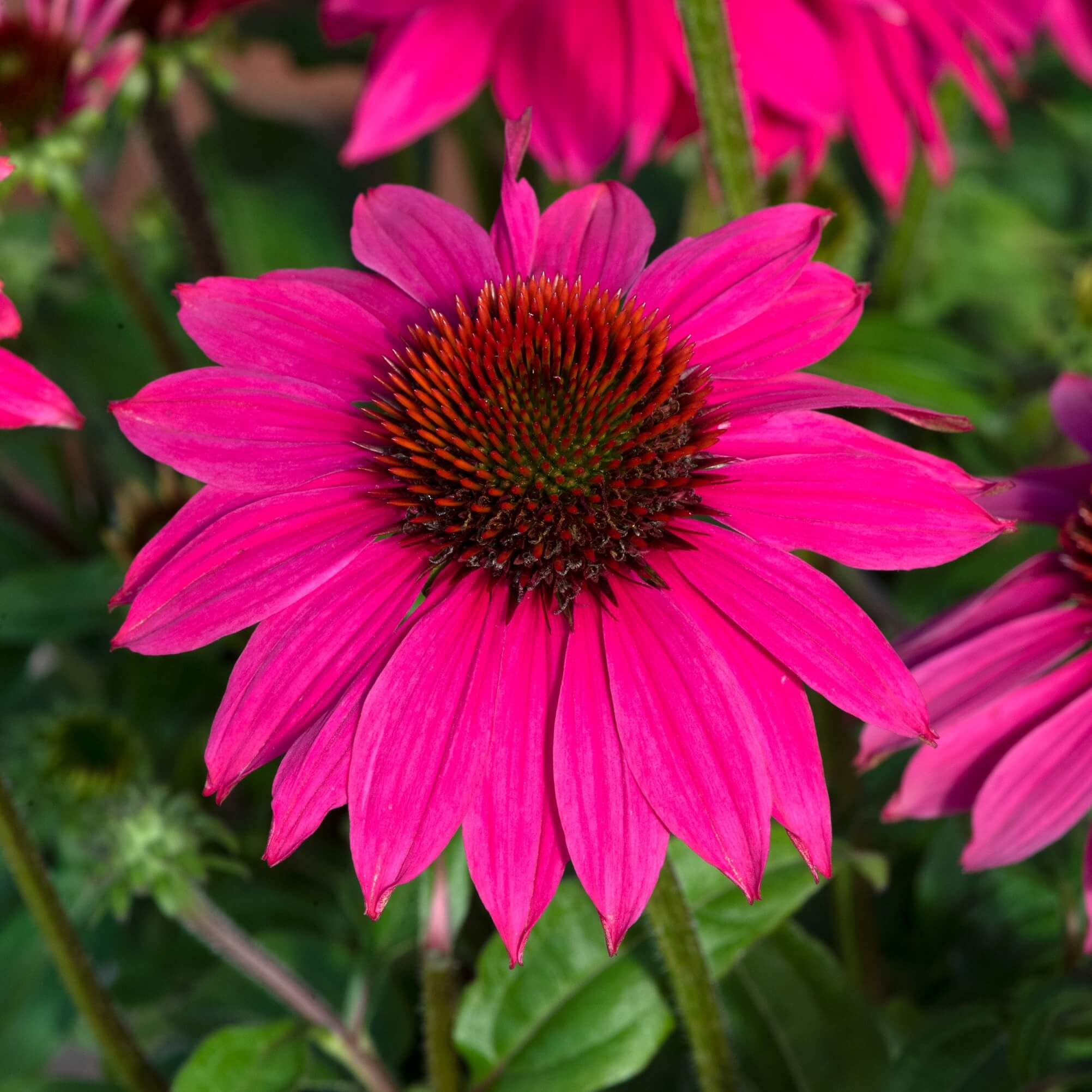 Close-up of bright rosy-pink Echinacea ‘Lakota Rose’ flowers with prominent orange-brown cone centres above green foliage.
