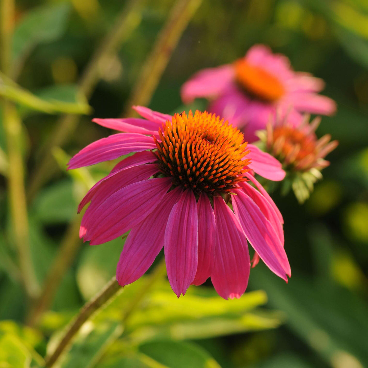 Close-up of vibrant rose-pink Echinacea ‘PowWow Wild Berry’ flowers with prominent orange cone centres.