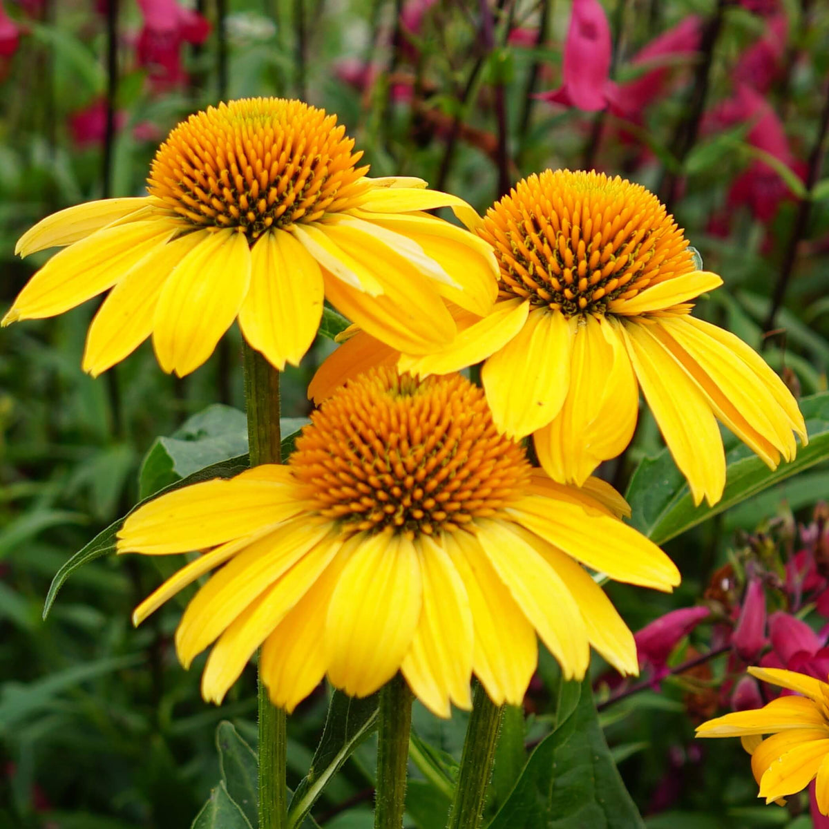 Close-up of Echinacea ‘Sombrero Lemon Yellow’ flowers with bright lemon-yellow petals and raised orange cone centres.
