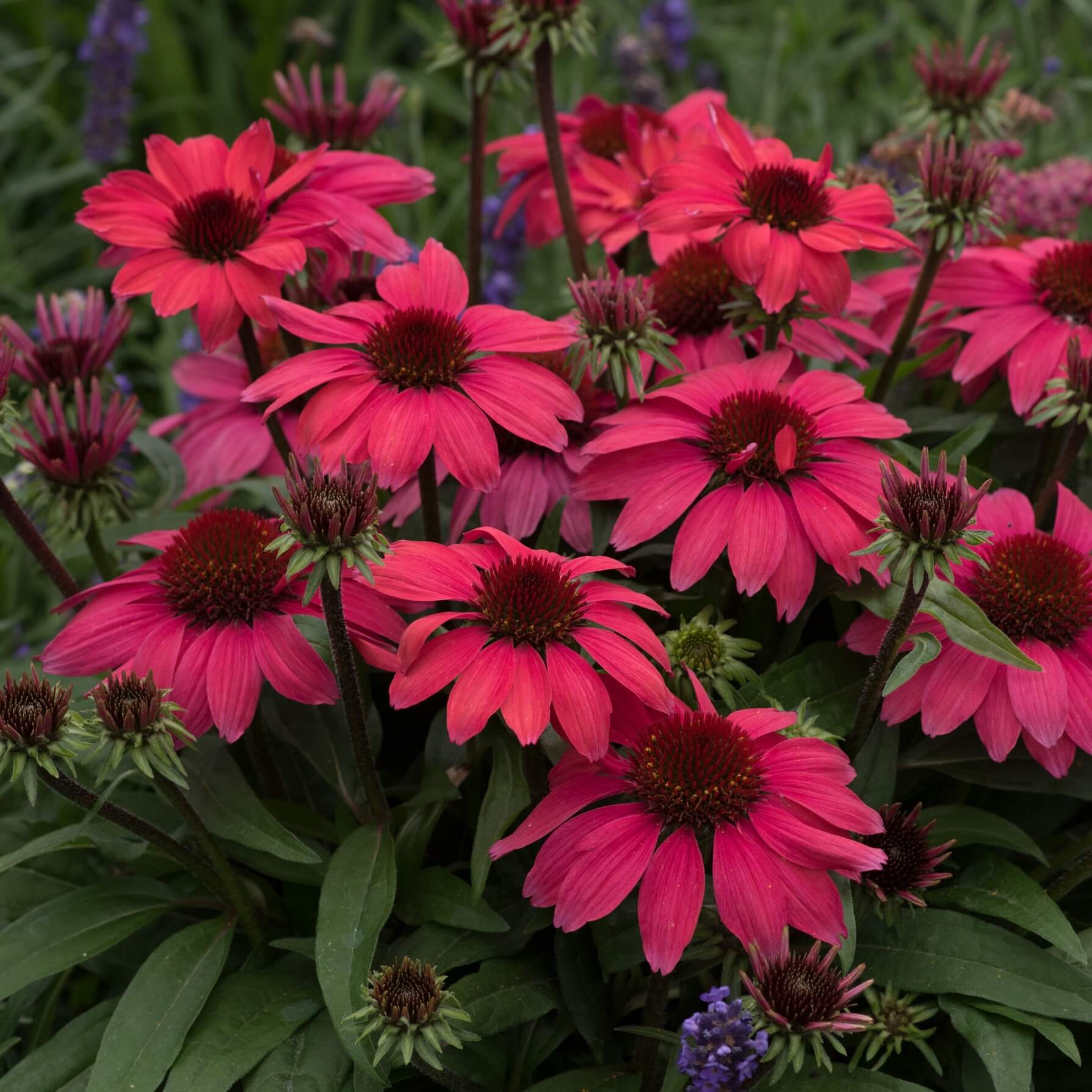 Close-up of deep pink Echinacea ‘Sunmagic Vintage Red’ flowers with dark raised cone centres in bloom.