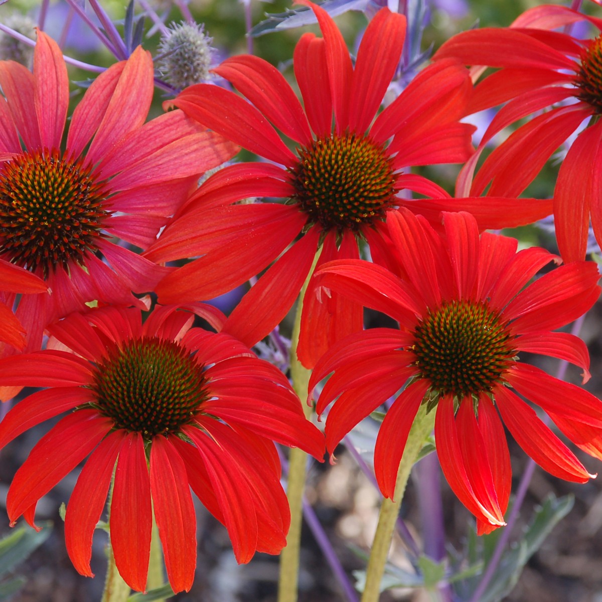 Close-up of vibrant tomato-red Echinacea ‘Tomato Soup’ flowers with prominent copper-orange cone centres above green foliage.
