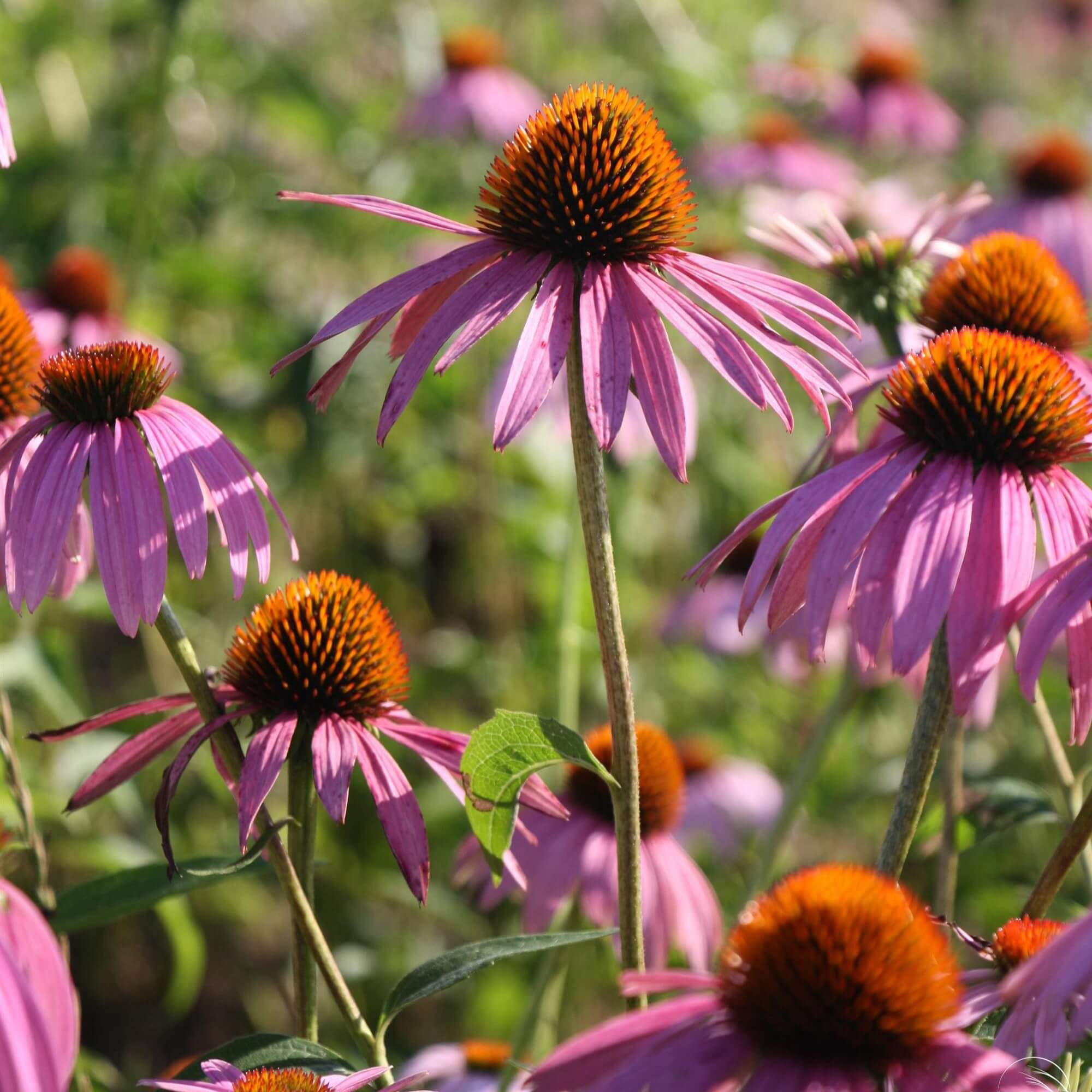 Purple-pink Echinacea purpurea flowers with raised orange cone centres blooming in a sunny garden border.