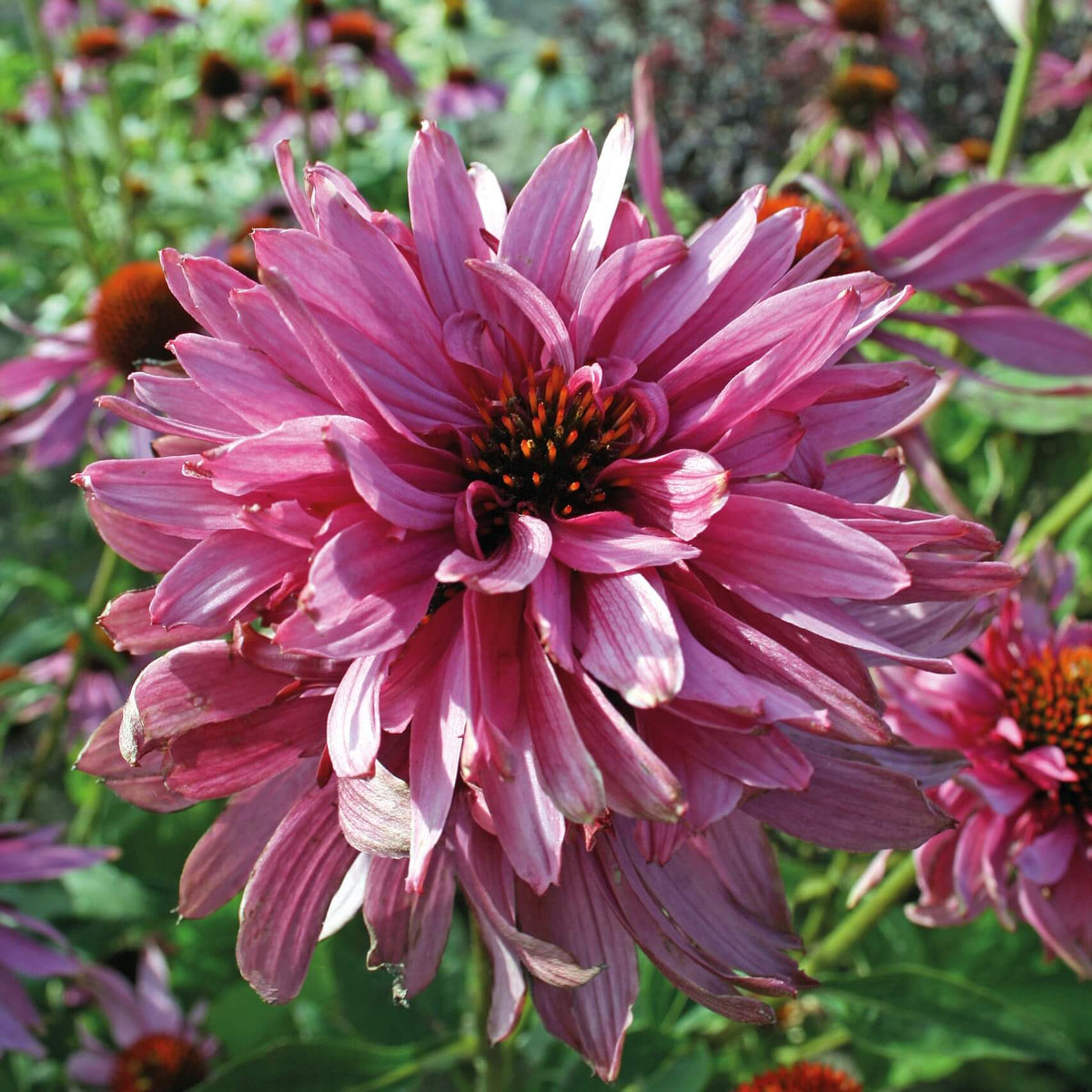 Close-up of unusual double-layered pink Echinacea ‘Double Decker’ flowers with raised cone centres above green foliage.