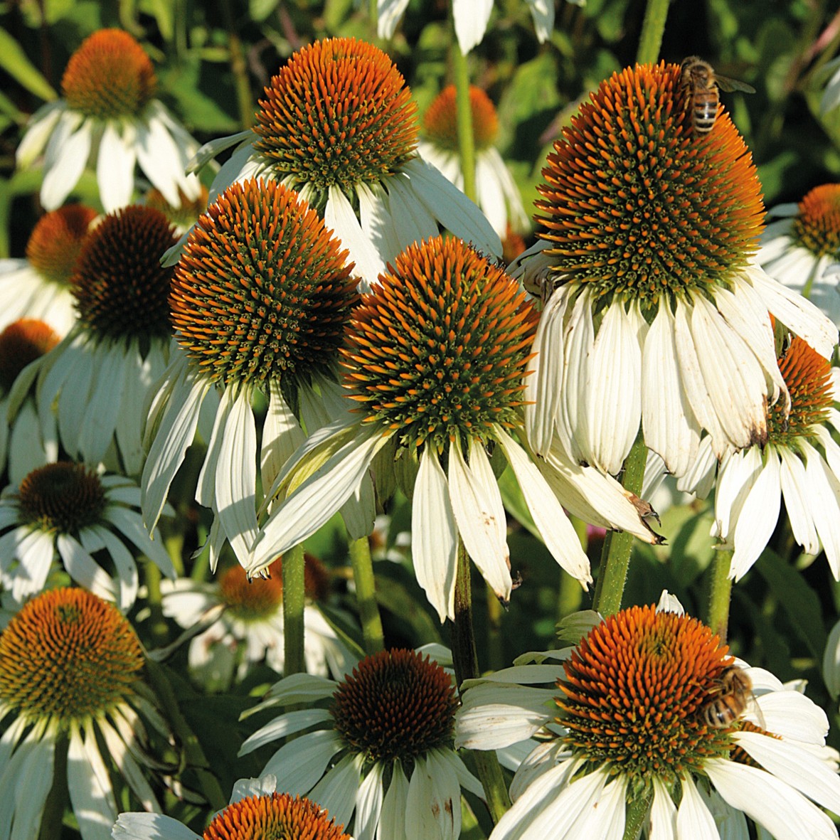 Echinacea purpurea ‘White Swan’ with white daisy-like flowers and orange cone centres attracting bees in a summer garden.