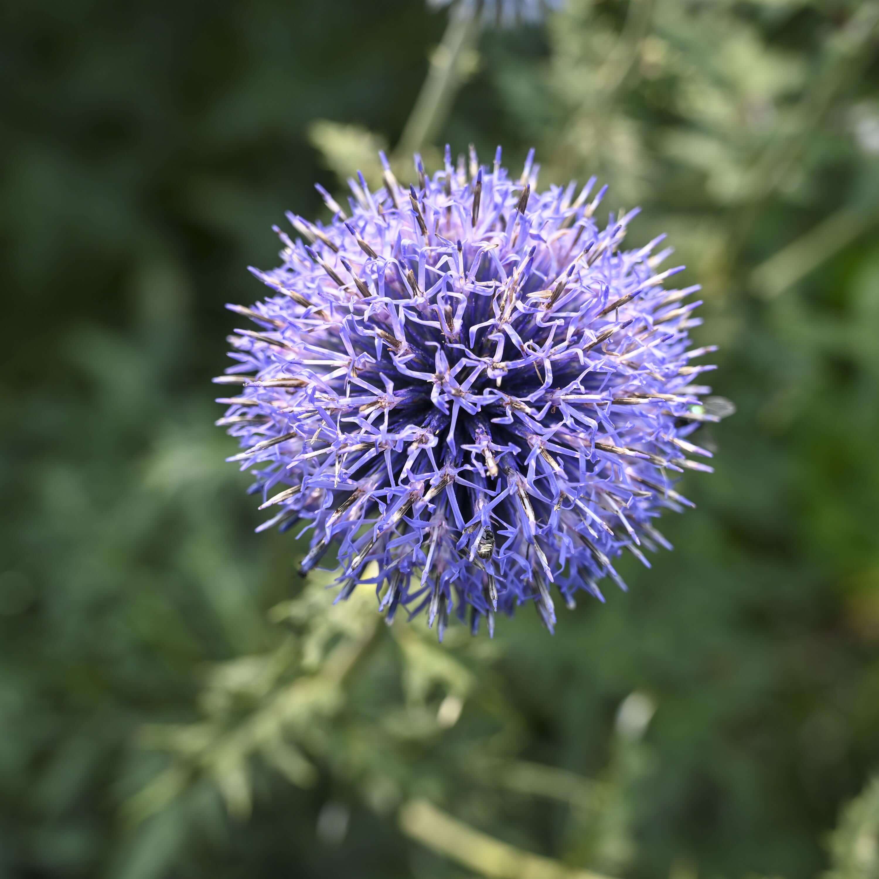 Close-up of metallic blue globe-shaped flowers of Echinops ‘Blue Glow’ on tall silver-grey stems in bloom.