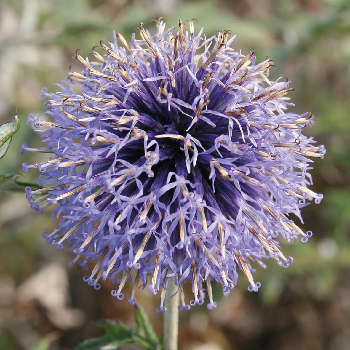 Close-up of metallic steel-blue globe-shaped flowers of Echinops ‘Veitch’s Blue’ on upright silver-grey stems.