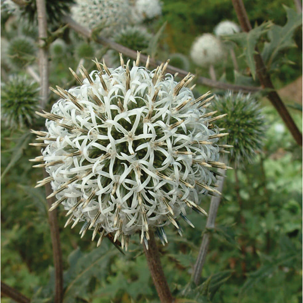 Close-up of white globe-shaped flowers of Echinops ‘Arctic Glow’ on tall silver-grey stems in bloom.