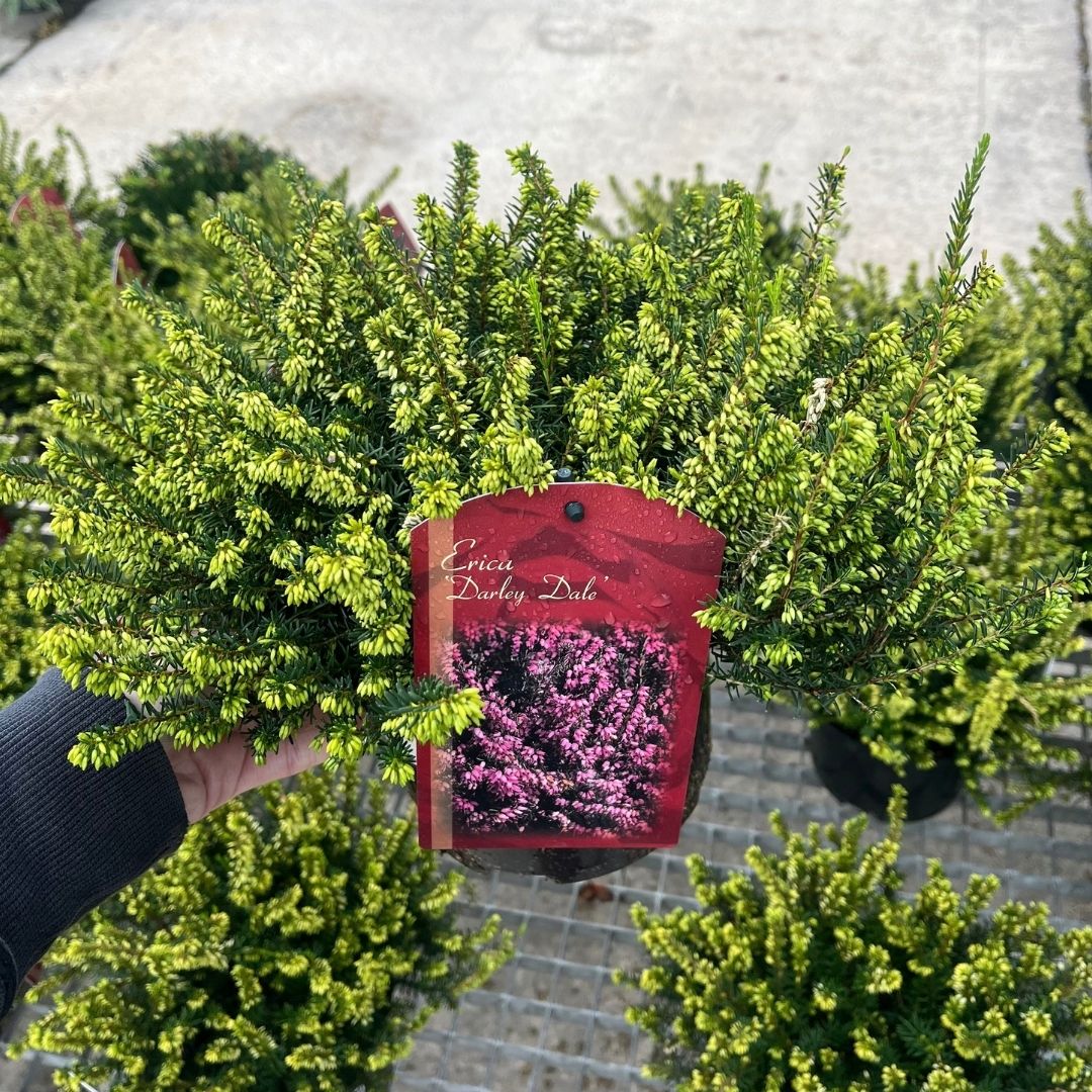 A hand holding a potted Erica 'Darley Dale' dwarf heather plant, showing its dense green foliage and a red hanging tag, with other similar plants in pots in the background.