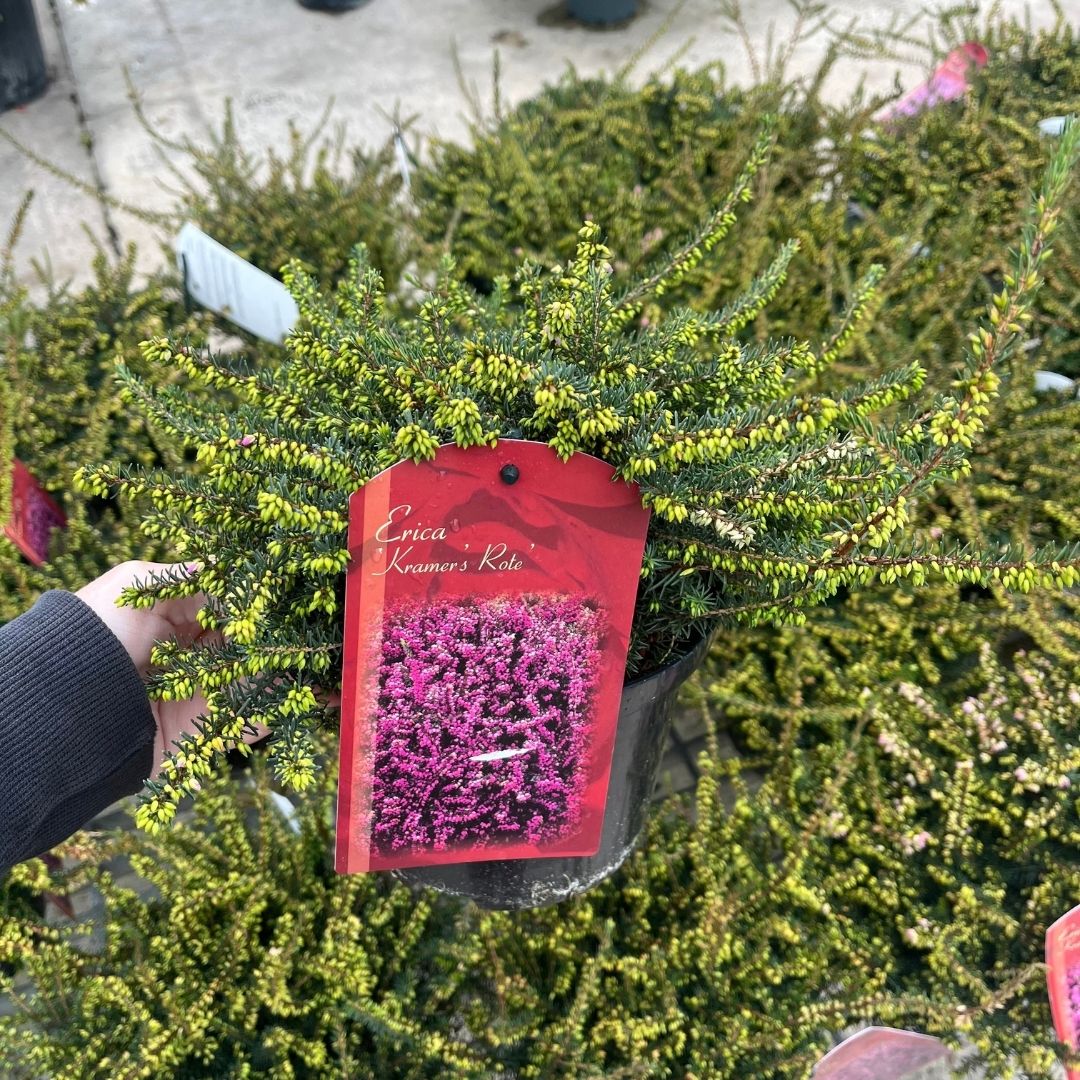 A potted Erica Kramers Rote plant with dense green foliage and small yellow-green berries, held by a hand. A red hanging tag shows a photo of pink flowers and the text 'Erica Kramers Rote'.