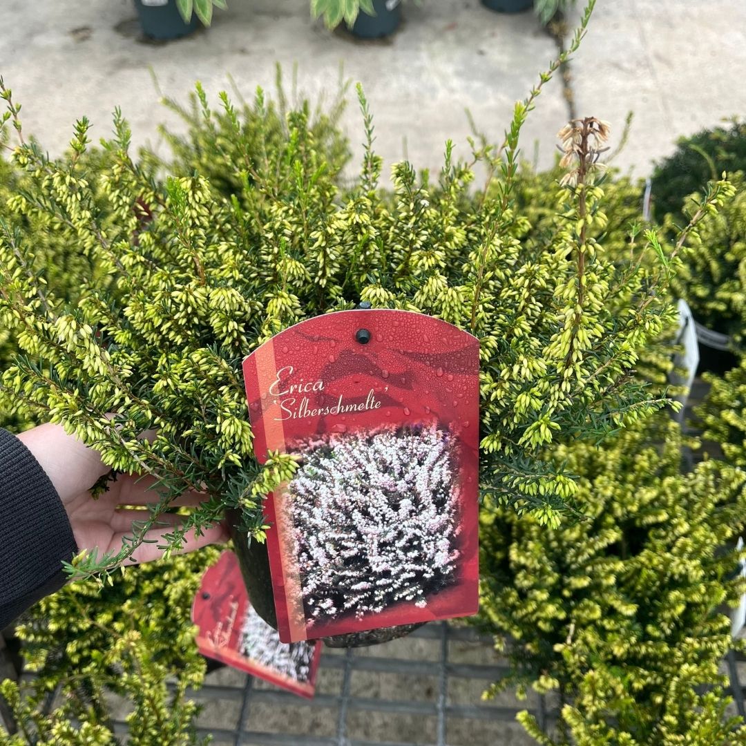 A potted Erica Silberschmaltii heather plant being held by a hand, with a red paper tag showing the plant's name. The background shows other plants in a nursery setting.