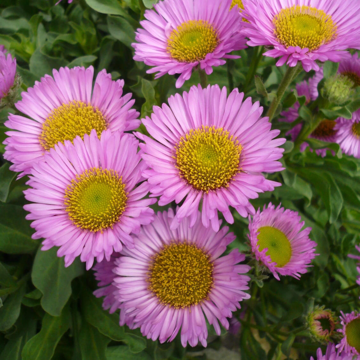 Close-up of delicate pink Erigeron ‘Sea Breeze’ daisy-like flowers blooming above green foliage.