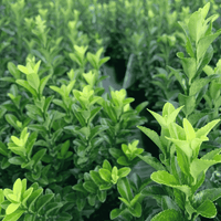 Euonymus green spire close up of evergreen small leaf foliage