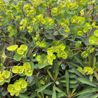 Close-up of Euphorbia ‘Miners Merlot’ with deep purple foliage and vibrant lime-green flower bracts creating bold colour contrast.
