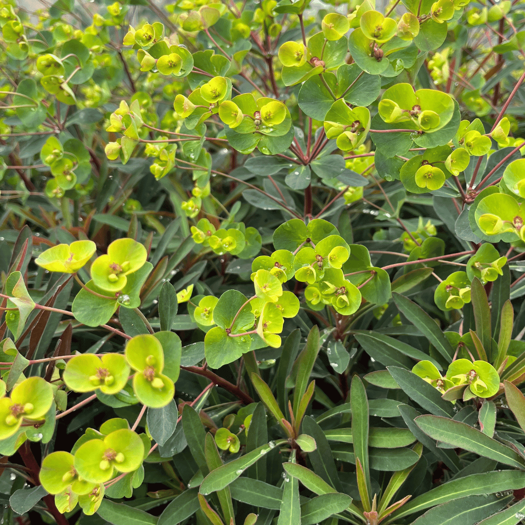 Close-up of Euphorbia ‘Miners Merlot’ with deep purple foliage and vibrant lime-green flower bracts creating bold colour contrast.