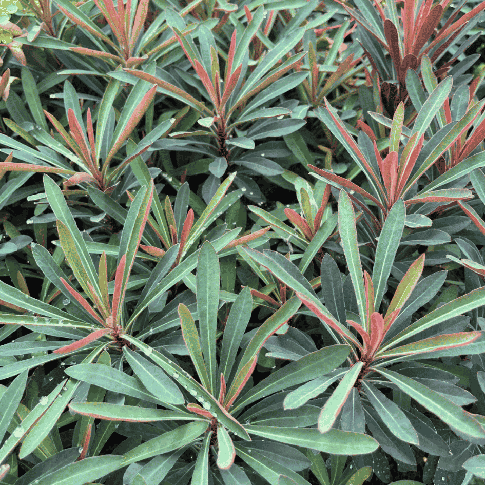 Close-up of rich deep purple Euphorbia ‘Miners Merlot’ foliage with dark burgundy tones and architectural evergreen leaves.