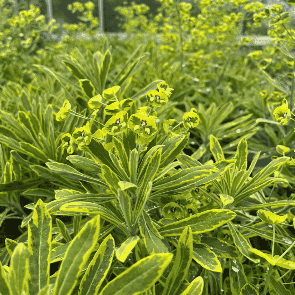 Close-up of Euphorbia ‘Ascot Rainbow’ with variegated blue-green foliage edged in creamy yellow and flushed pink tones.