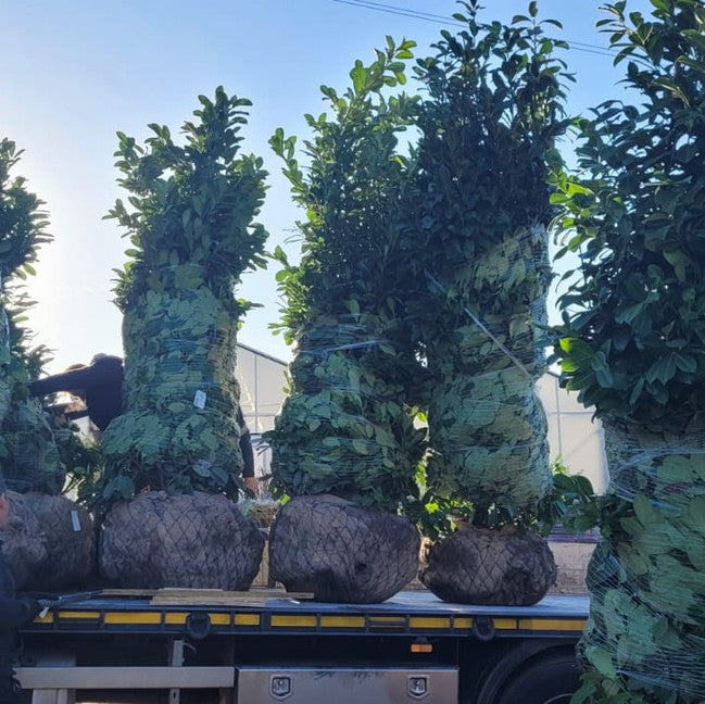 Create privacy and structure with mature screening plants, ideal for gardens, developments and landscaping schemes delivered to site.