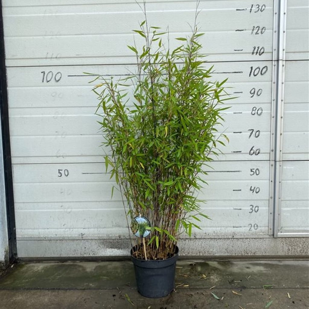 Potted Fargesia ‘Black Pearl’ bamboo with dark purplish-black canes and soft arching evergreen green foliage.