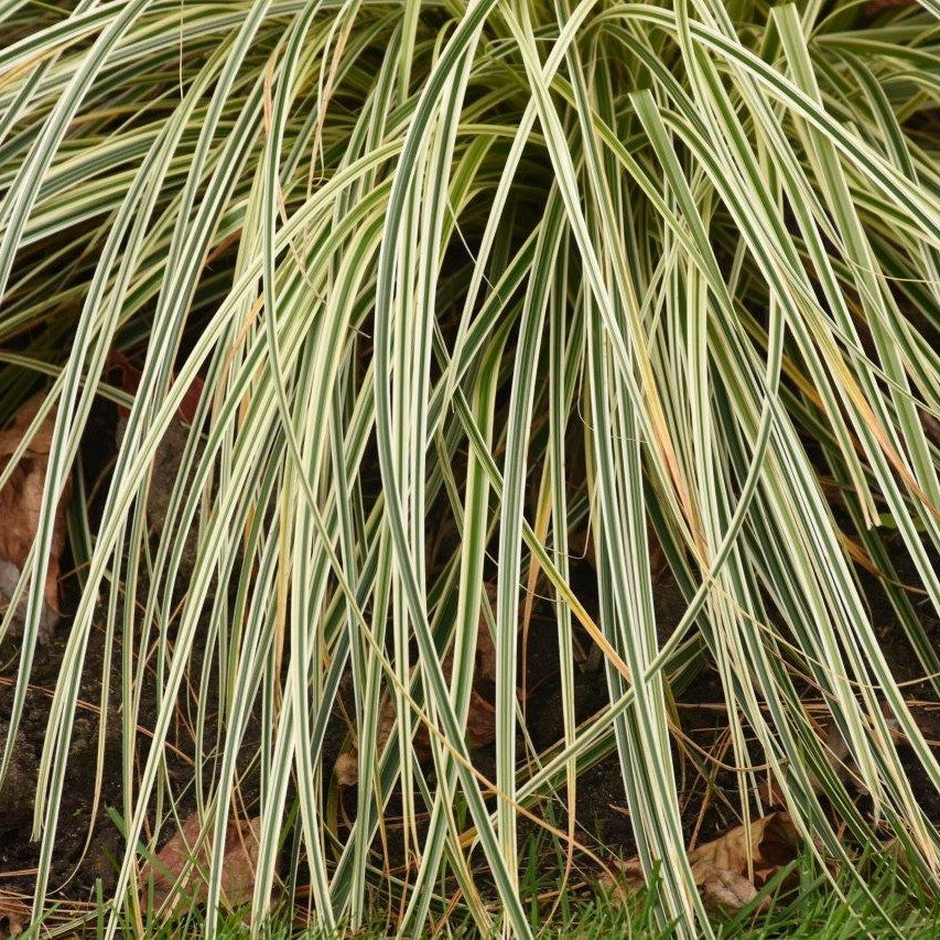 Close-up of Carex ‘Feather Falls’ with arching green foliage edged in creamy white forming a cascading evergreen display.