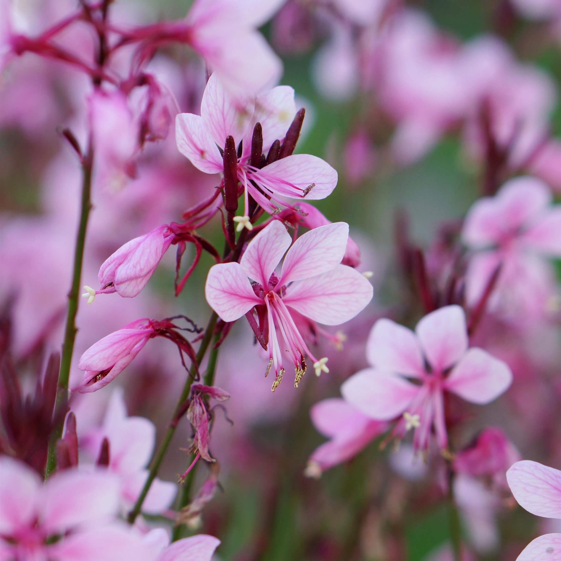 Close-up of Gaura ‘Baby Butterfly Dark Pink’ flowers with rich dark pink butterfly-like blooms on airy stems.