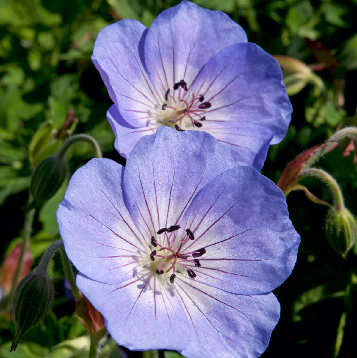 Two blue flowers with white centers and purple veins against a green background