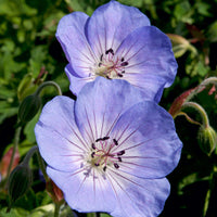 Two blue flowers with white centers and purple veins against a green background