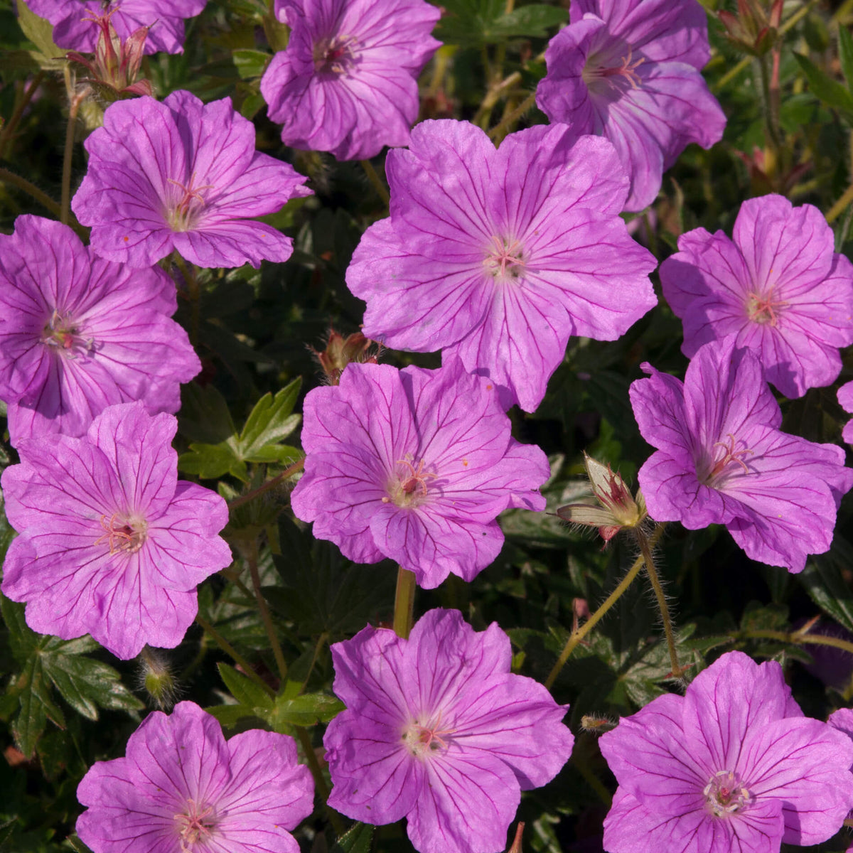 close up of bright pink hardy geranium blooms
