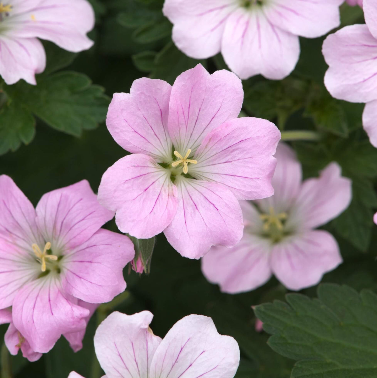close up of pink perennial flowers, the Geranium 'Dreamland '