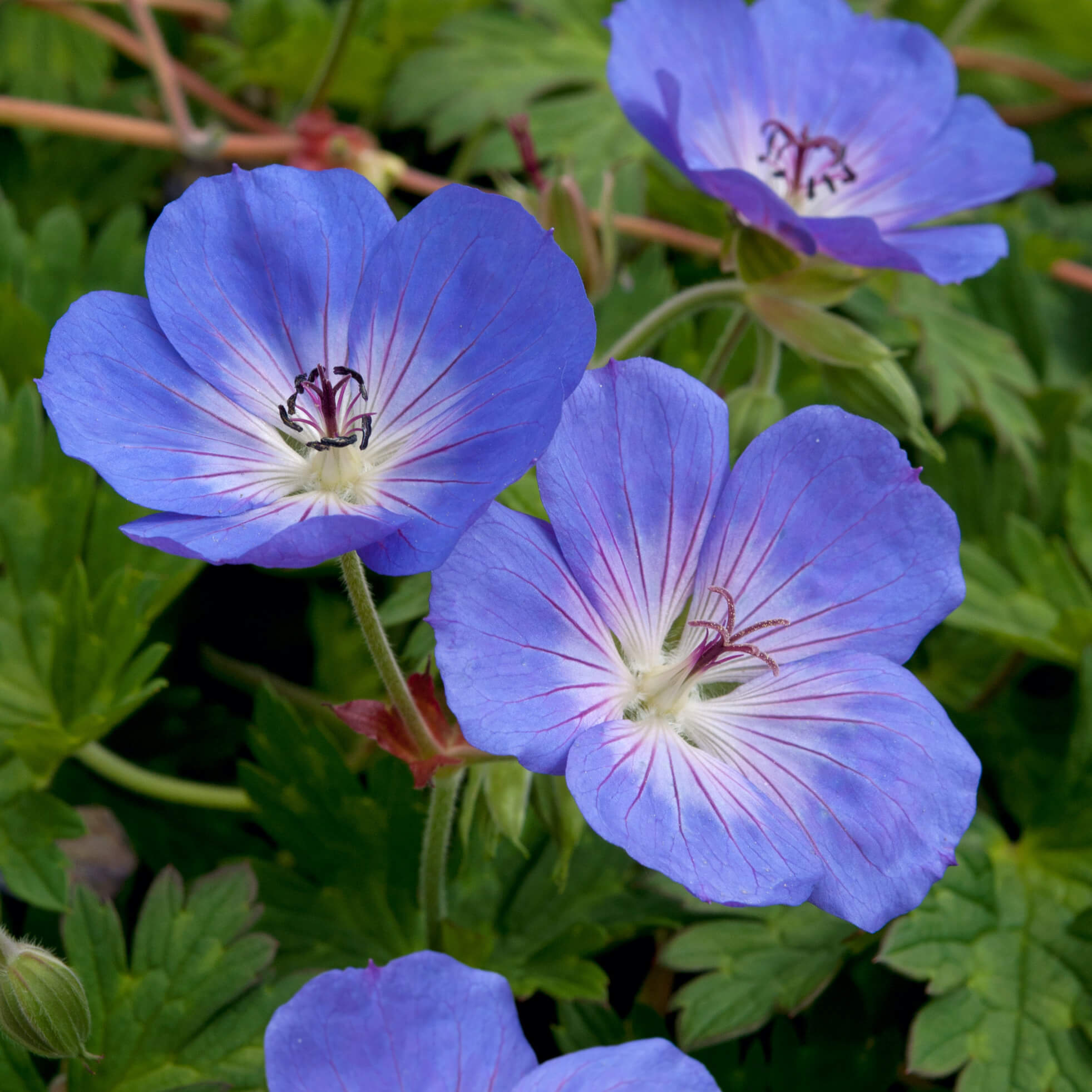 Close-up of low growing blue hardy geranium flowers with green leaves in the background