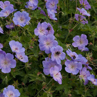 close up of Geranium 'Azure Rush' planted with bees 