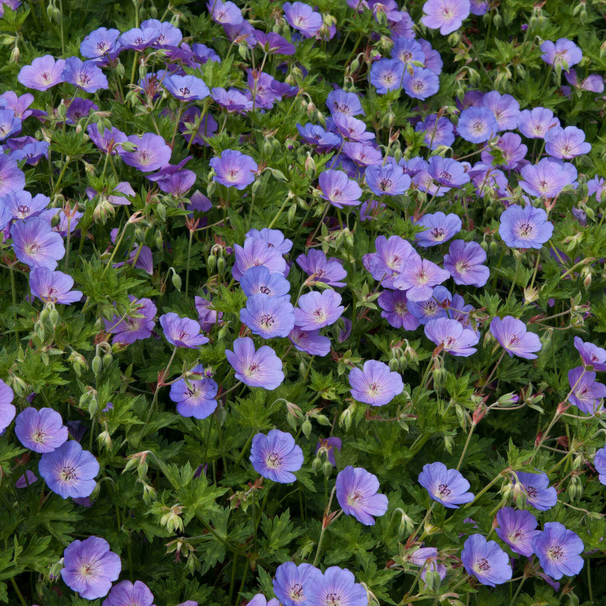 Compact carpet of blue flowering hardy geranium perennial