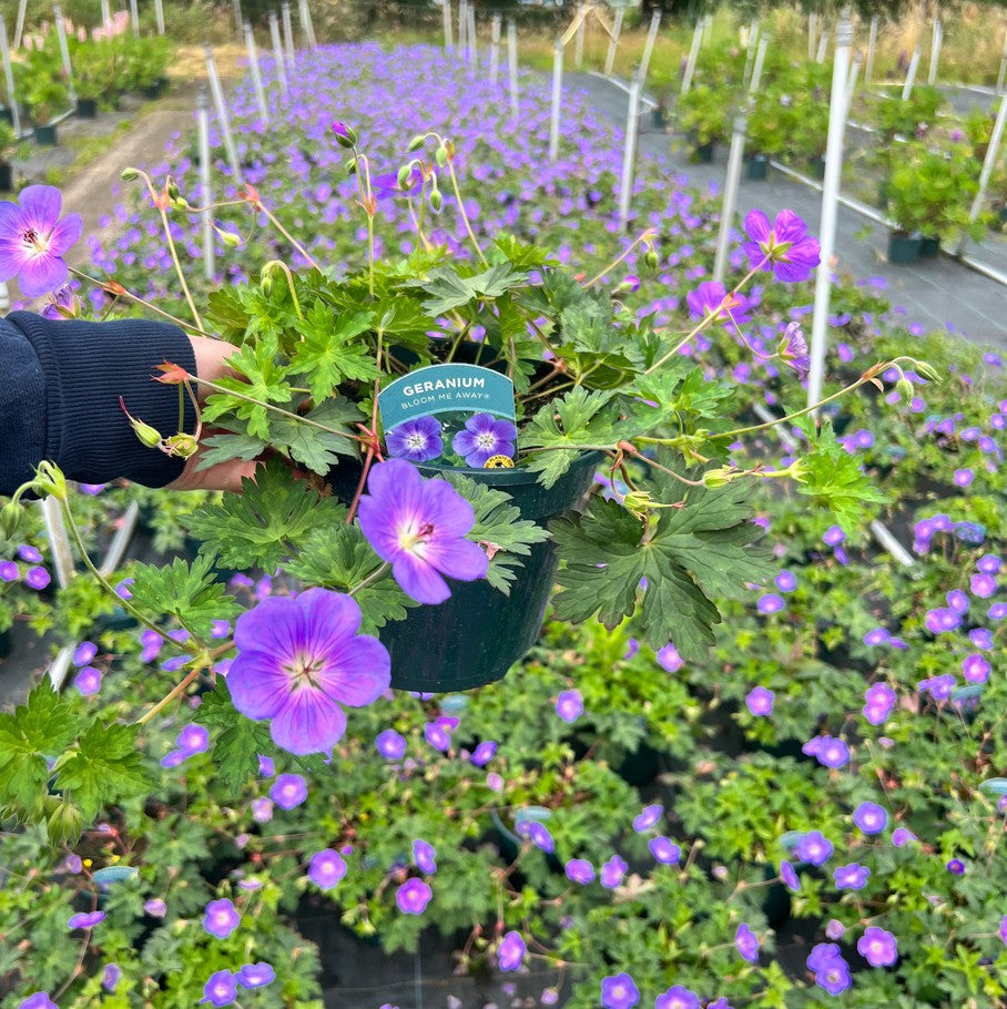Premium Perennials for Commercial Landscaping and Garden Design
