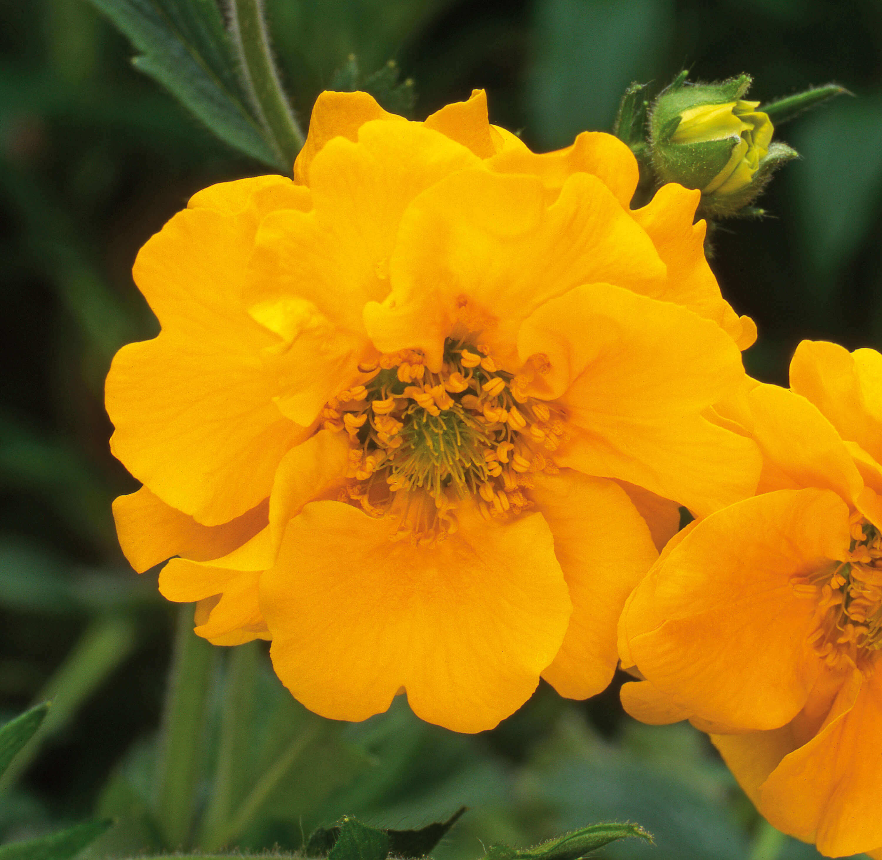 Close-up of bright golden-yellow semi-double Geum ‘Lady Stratheden’ flowers blooming above green foliage.