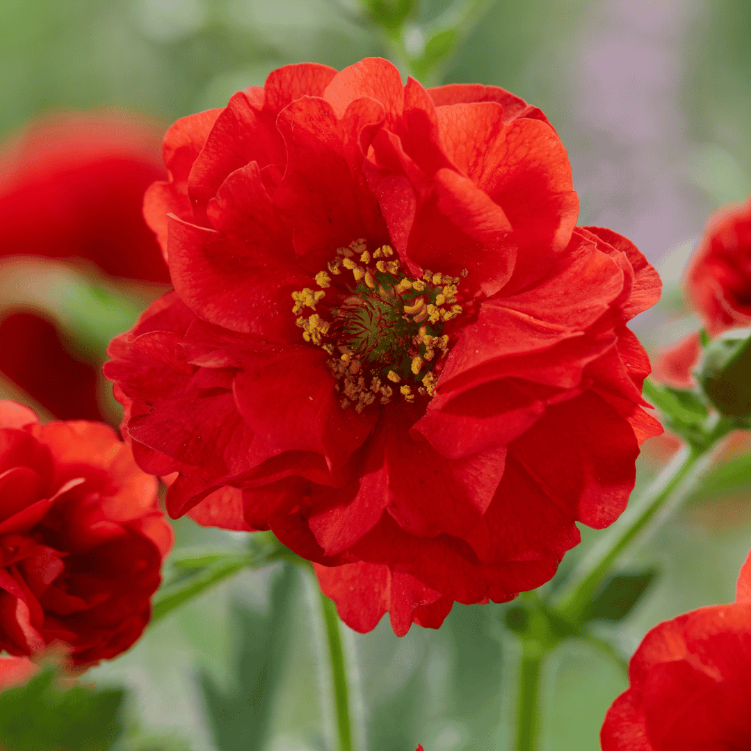 A close-up of a vibrant red ruffled flower with a yellow and green center, surrounded by soft-focus green foliage and other red flowers.