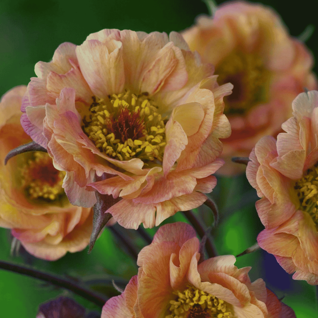 Close-up of peach and pink flowers with yellow centers, photographed against a soft green blurred background.
