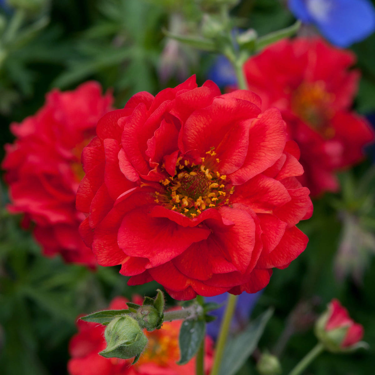 Close-up of vibrant scarlet-red semi-double Geum ‘Mrs J. Bradshaw’ flowers blooming above green foliage.