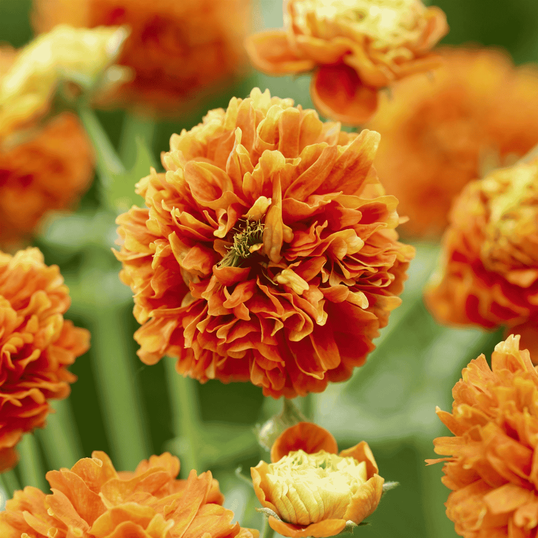 Close-up of a vibrant orange ruffled geum flower in full bloom, surrounded by other blurred orange flowers and green foliage.